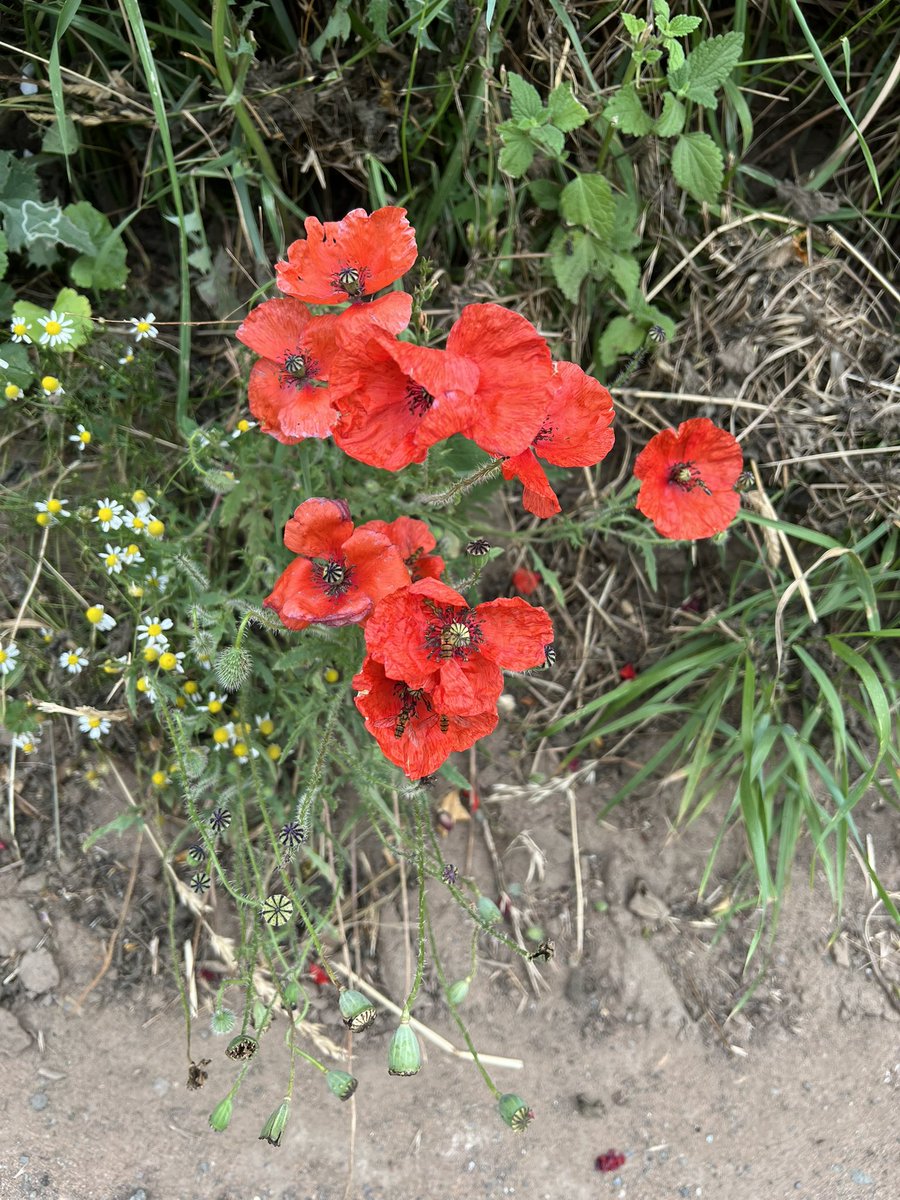 wilkoloopylu's tweet image. #NHS1000miles week 26 for 2025
Walk 🚶‍♀️17.48 miles 
Run 🏃🏻‍♀️ 21.06 miles
Total 38.55 miles 
YTD 988.94 miles 
It’s been a warm week but pleased with the mileage. Fun day supporting my running buddy raise funds for Tokyo marathon! Another busy week ahead, nearly holiday time!