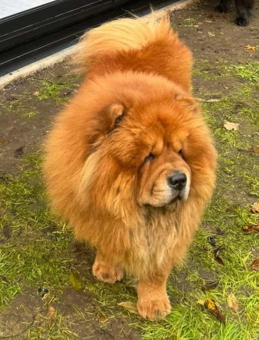 millypod1's tweet photo. 🆘27 Jun 2025 #Lost Angus #ScanMe
Red Chow Chow Male
Packards Lane #Wormingford #Colchester #Essex #CO6 #Assington
https://t.co/uiCdV2d0GZ https://t.co/YPeyqBOSk4