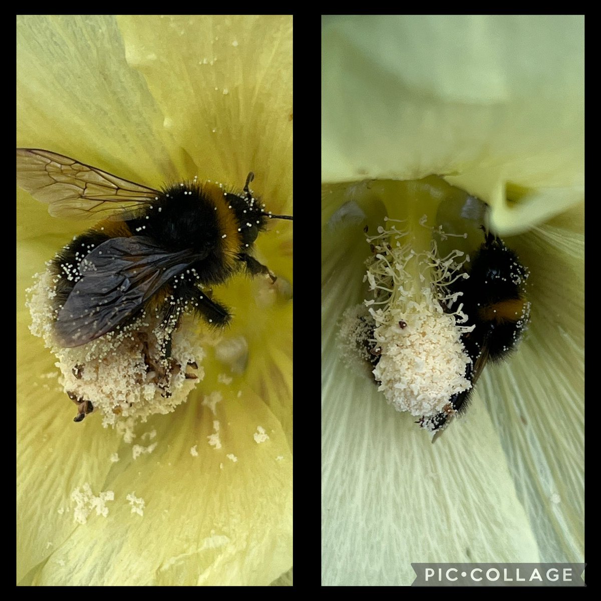 Why I grow #hollyhocks ! Look at my #bees covered in pollen😀 ( hollyhocks are pretty too) #pollination