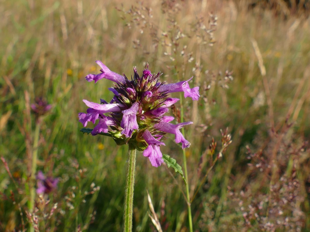 RogerRob473's tweet image. Betony (betonica officinalis) seen in early flower this week at Ashford Hill Meadows (N. Hants). #wildflowerhour