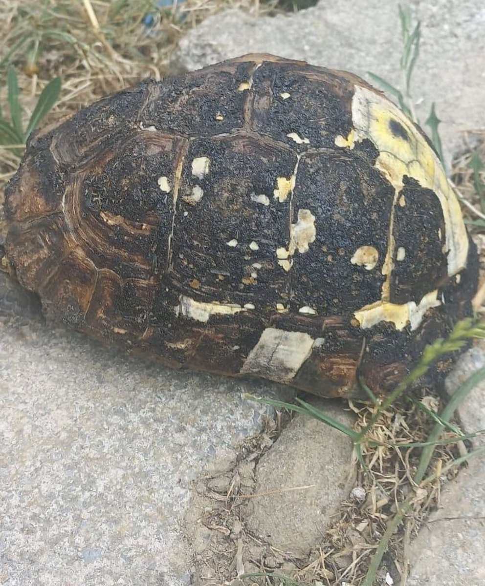 Hiç utanmadan çıkıp CAN kaybı yok diyorlar . Evi yanacak korkusu taşıyan insanla evinde can veren bu canlıların ne farkı var can be bunlar can .

Dünyada insanlığını kaybetmiş olandan daha tehlikeli tür yok yaktılar kül ettiler !
 #izmiryanıyor