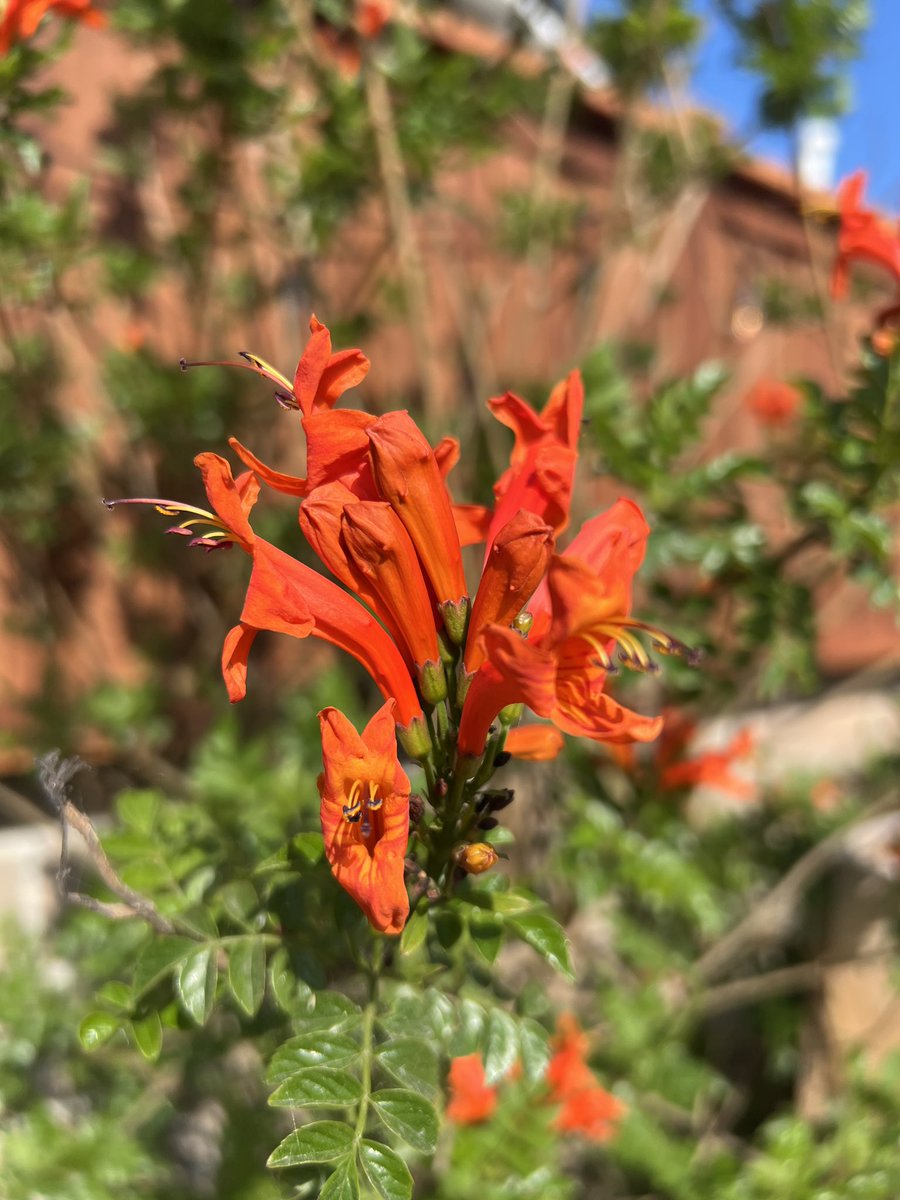 Turns out regular watering is good for the plants.