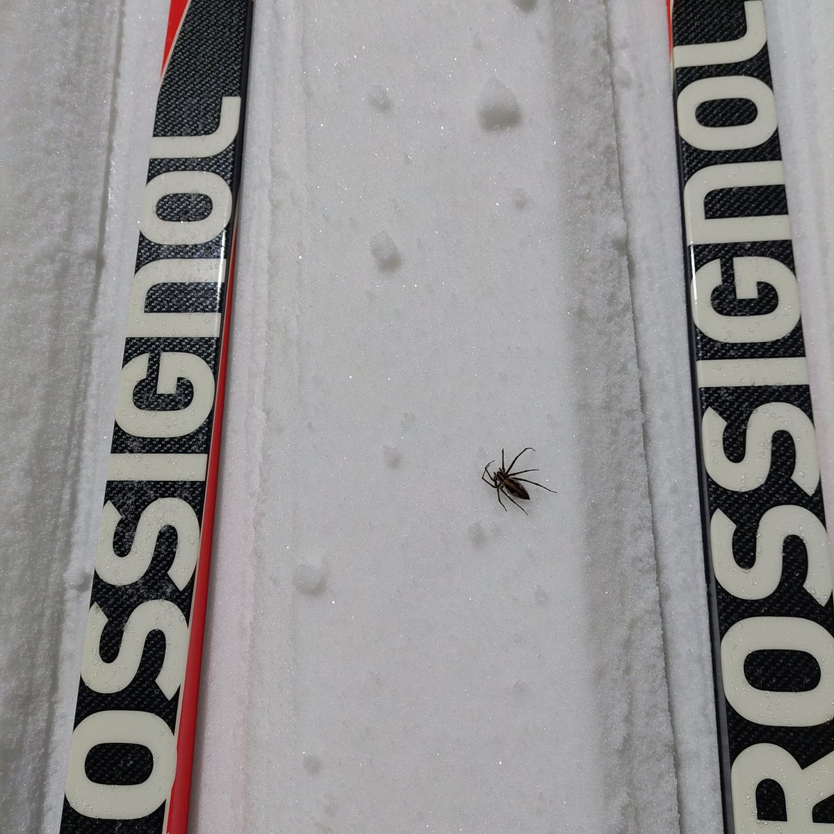 Tälle hämähäkille oli käynyt vähän köpelösti 🥶

#hiihto
#hiihtoputki
#paimio