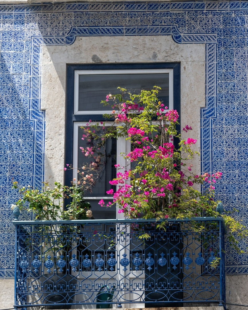 LISBONNE_NET's tweet photo. .
Tout simplement magnifique 
.
Calçada do Marquês de Abrantes à #Lisbonne
.
Photo Ana Luísa Alvim - CML
. https://t.co/tb3aJuESHX