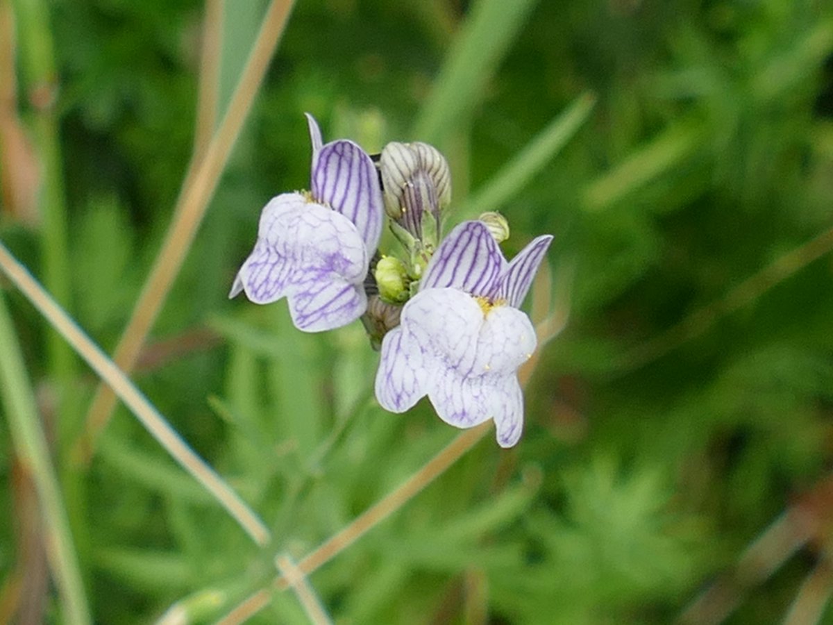 RogerRob473's tweet image. Variations in (?pale) toadlax (#wildflowerid) seen on my walk today at Streatley (W. Berks). #wildflowerhour