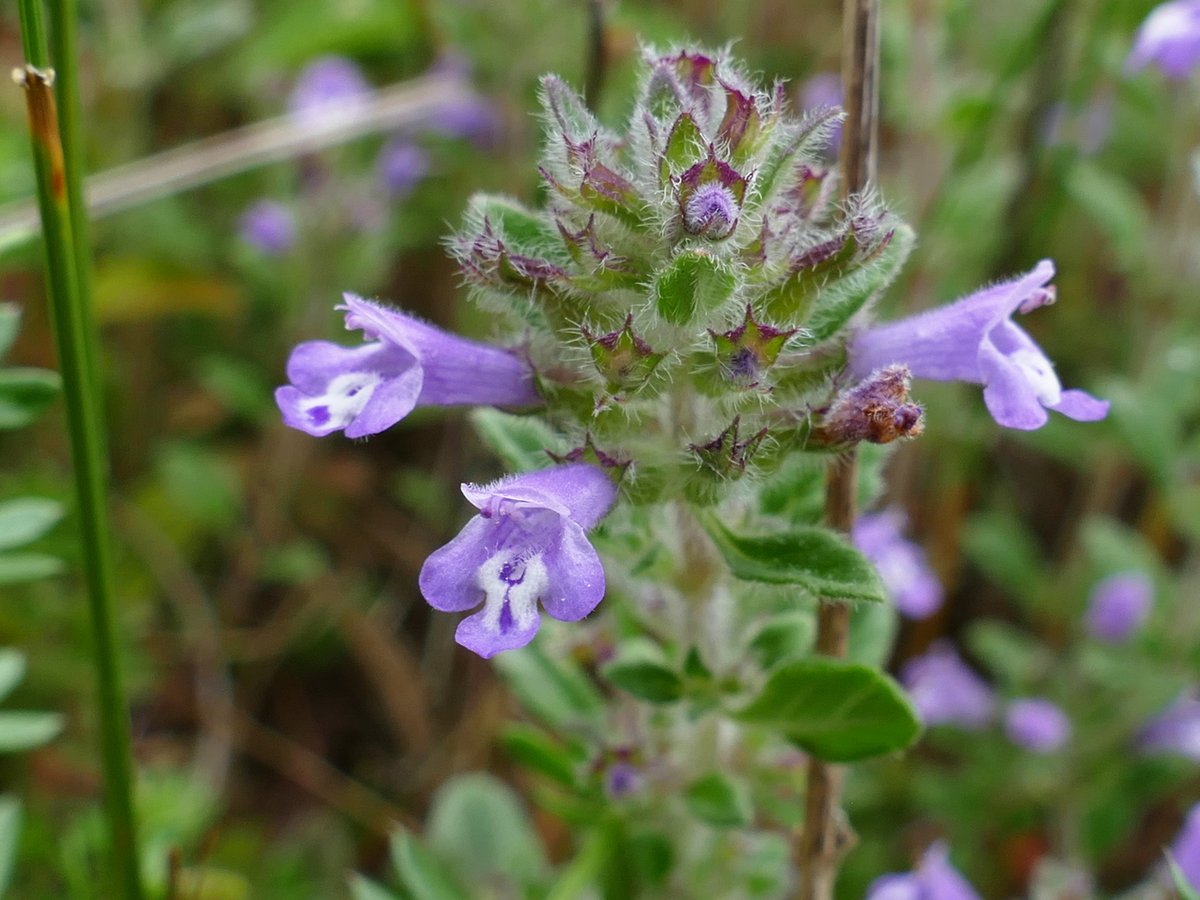 RogerRob473's tweet image. Wild thyme, wild basil and basil thyme all seen in flower today at The Holies, Streatley (W. Berks). #wildflowerhour