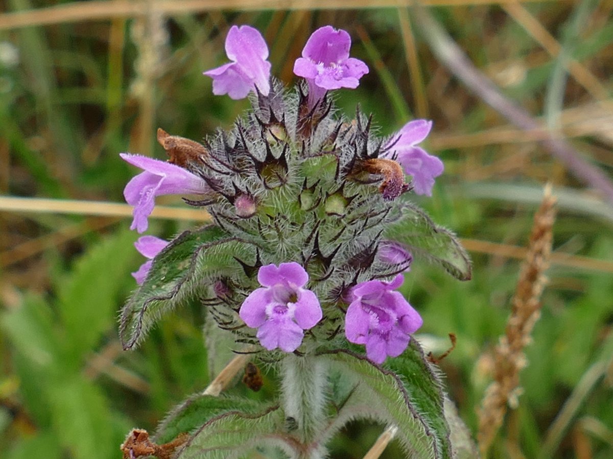 RogerRob473's tweet image. Wild thyme, wild basil and basil thyme all seen in flower today at The Holies, Streatley (W. Berks). #wildflowerhour