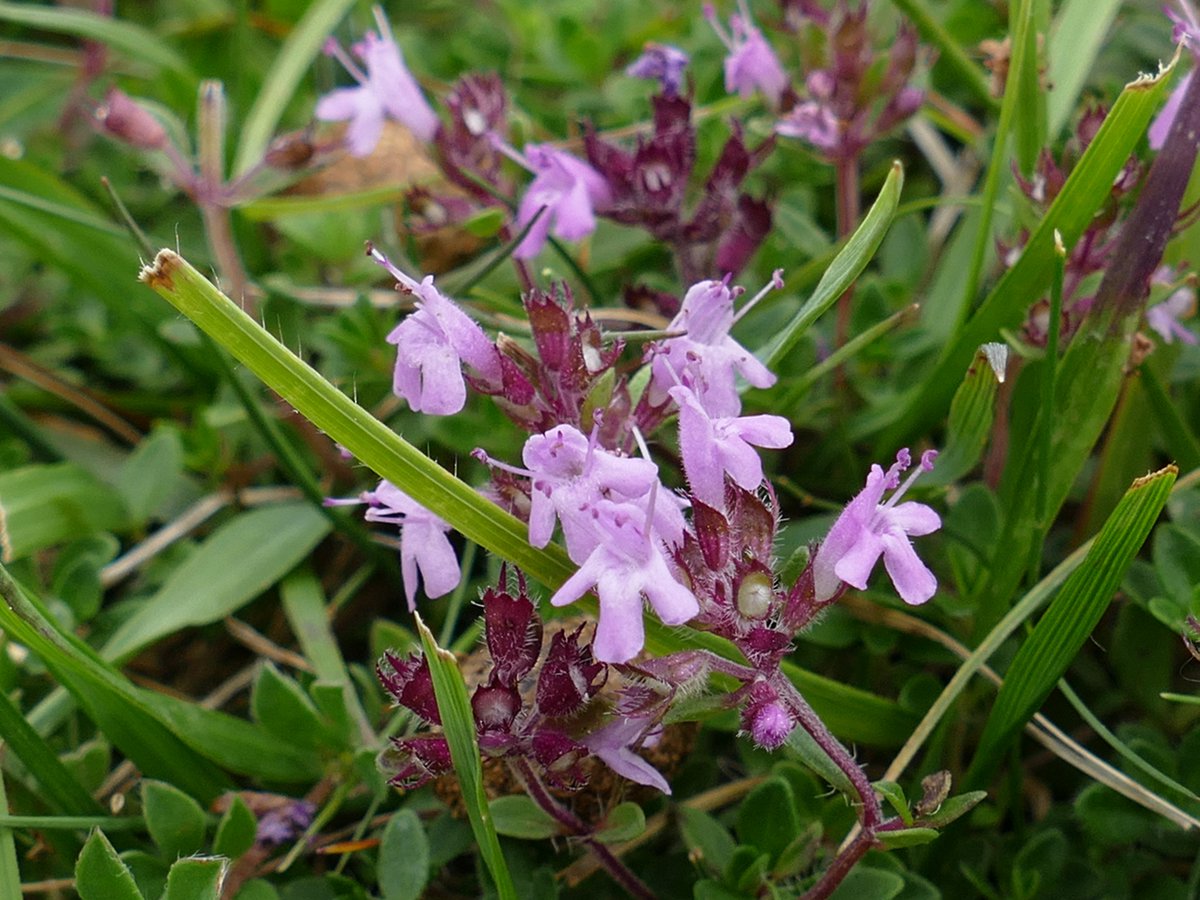 RogerRob473's tweet image. Wild thyme, wild basil and basil thyme all seen in flower today at The Holies, Streatley (W. Berks). #wildflowerhour