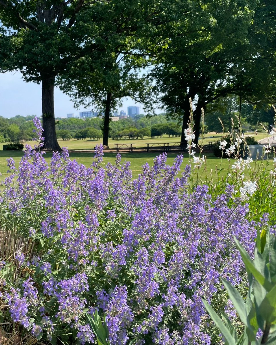 Taking a moment to stop and smell the flowers 💜

📍 Flowers Cottage