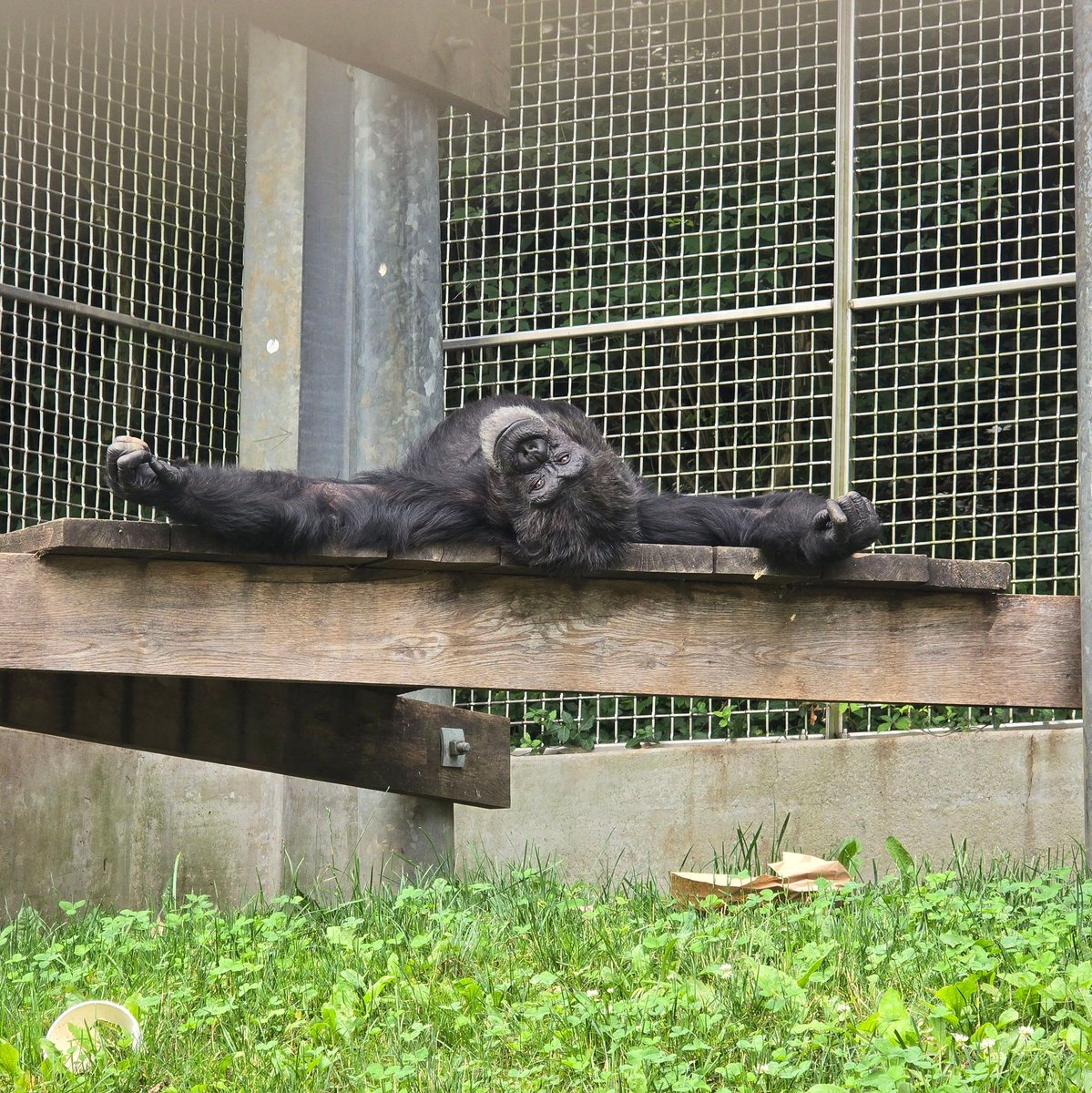 prim8rescue's tweet image. Jenny had fun foraging for peanuts, and then she was ready for a nap🥜😴