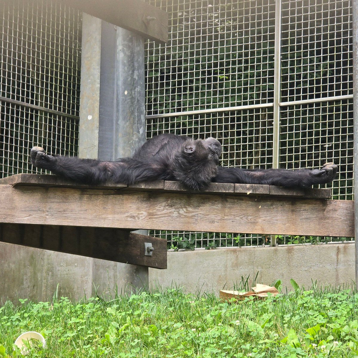 prim8rescue's tweet image. Jenny had fun foraging for peanuts, and then she was ready for a nap🥜😴