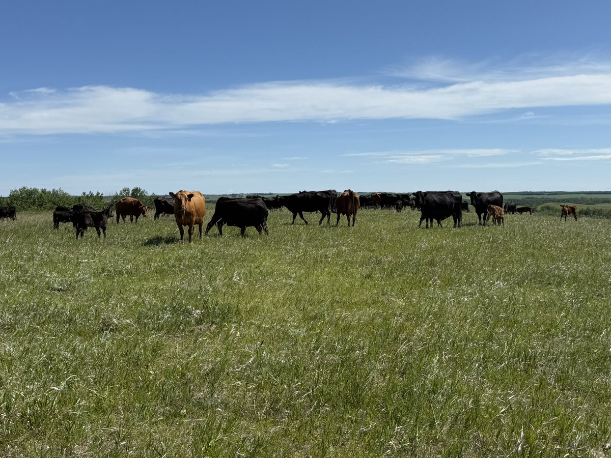 Visiting some research cows <a href="/UAlberta/">University of Alberta</a> #KinsellaResearch on an AMP grazing trial today.