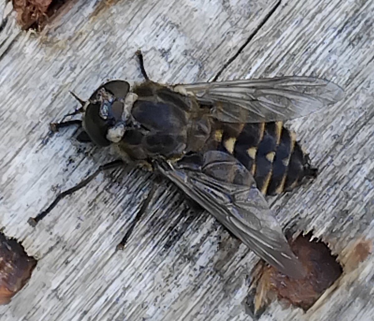 Michael Bell tweet media