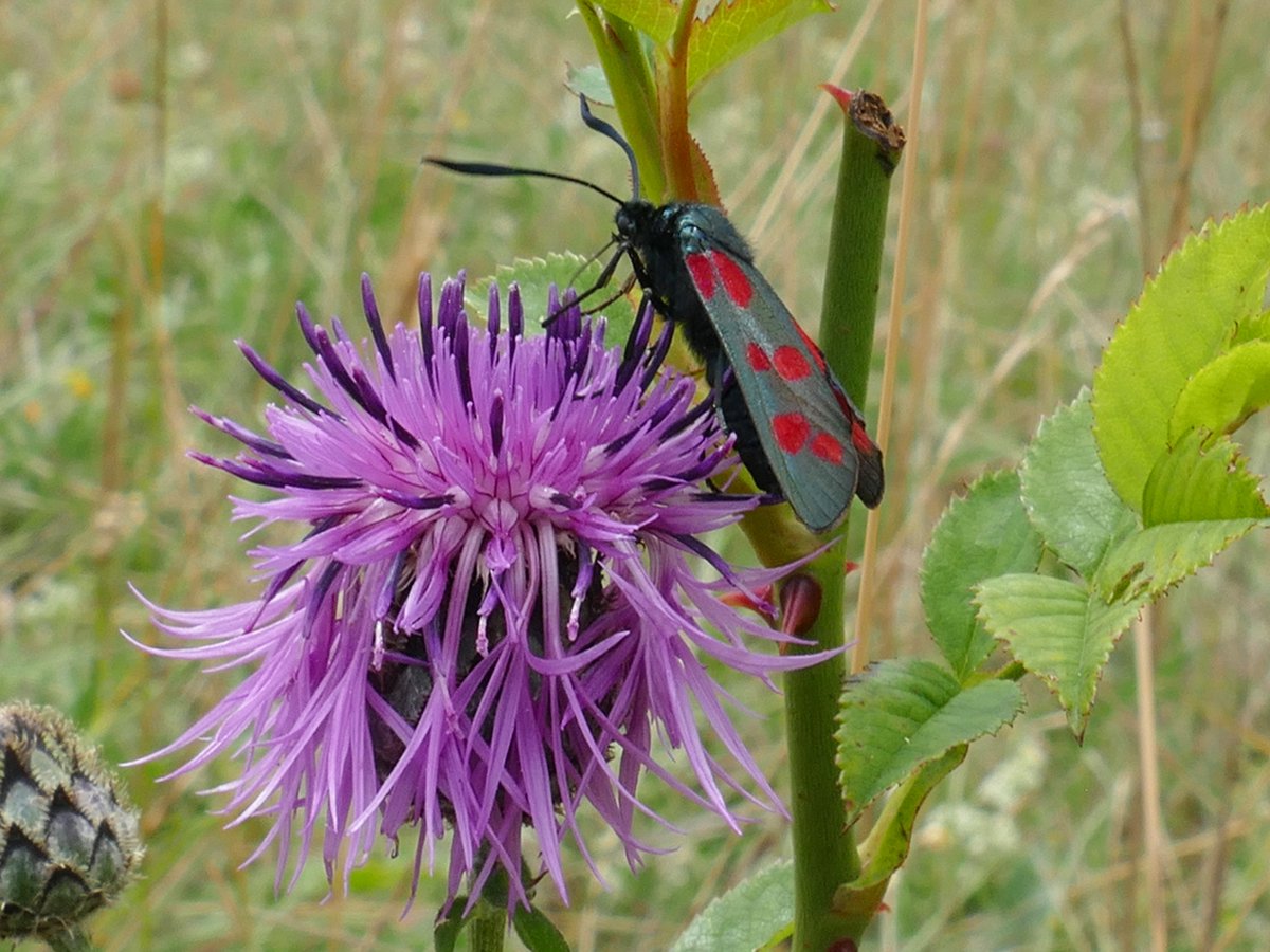 RogerRob473's tweet image. Greater knapweed (centaurea scabiosa) with burnet moth visitor, today at The Holies, Streatley (W. Berks). #wildflowerhour