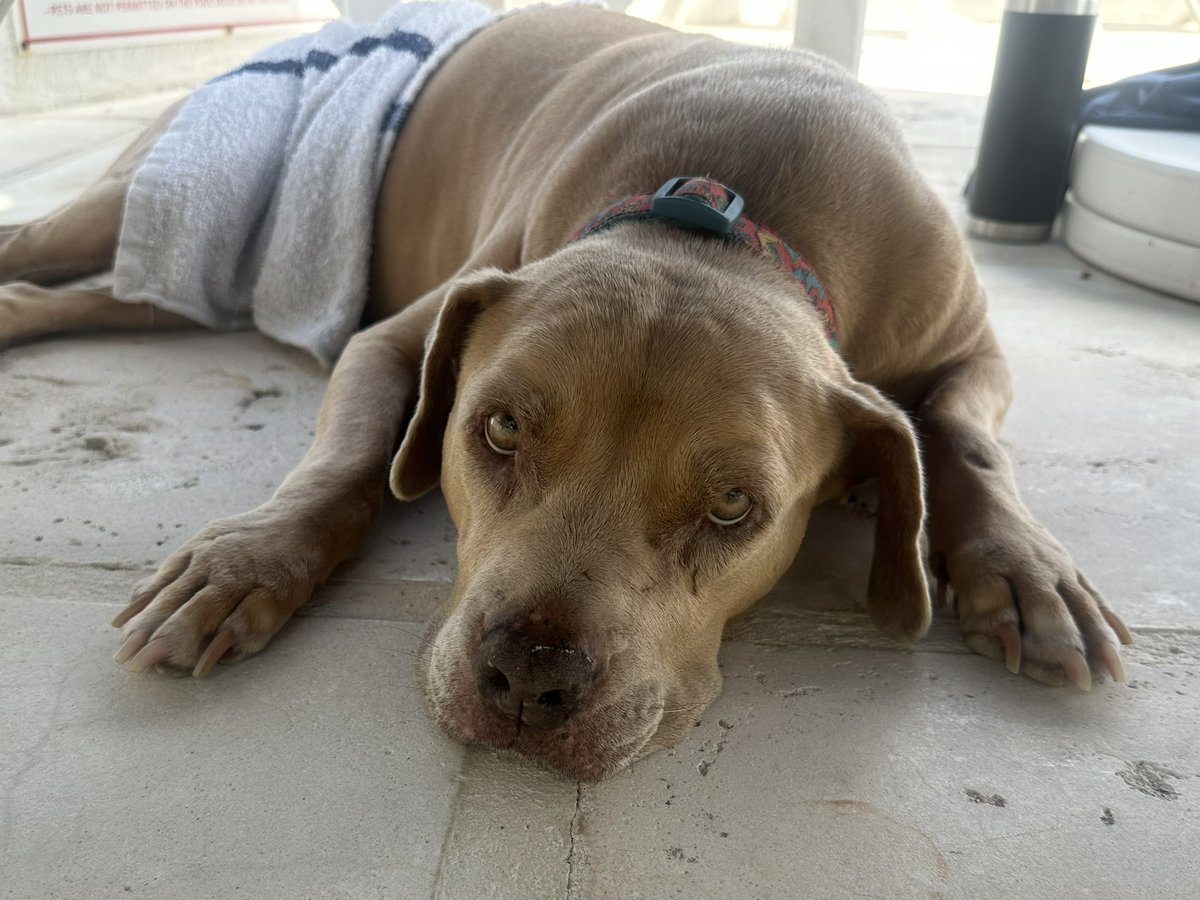 One of the dogs from our condo complex. This is Gaya. Her owners rescued her from a dog fighting operation several years ago. They don’t know how old she is but we all know she’s the sweetest soul &amp; deserves to live the rest of her life in the peace &amp; tranquility of the Caribbean