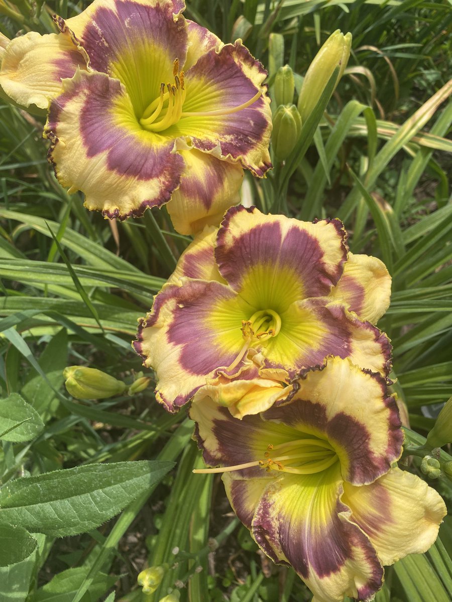 Daylily "Wired for Sound" (Goff '18) turned up the volume today.  24" tall with 8-10 buds on each scape in my Iowa garden.