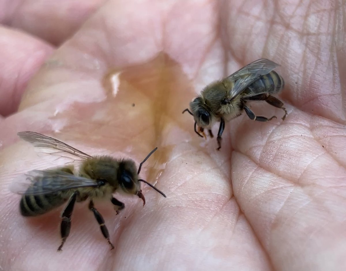 David Rowe tweet media