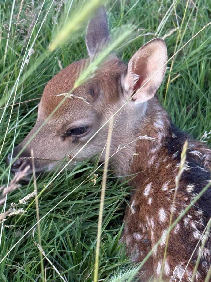Sika deer calf sitting tightly in long grass <a href="/AlthorpHouse/">Althorp</a> today.
Sika calves are small and very vulnerable at this age, the mother leaves them for several  hours at a time.  Never attempt to touch them and always keep dogs under control. 
Conservation@althorp.com #deer