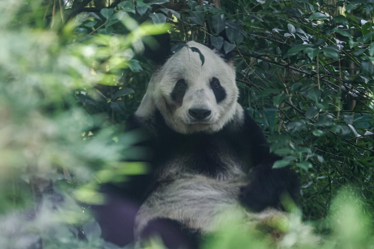 El_Universal_Mx's tweet photo. 🎂🥳 ¡Feliz cumple, Xin Xin! 

🐼 Xin Xin, la única panda gigante en Latinoamérica y 100% mexicana, cumple 35 años de edad, y el Zoológico de Chapultepec alista una gran celebración con un pastel especial de bambú y manzana.

🎋 La panda chilanga, hija de Tohui y Chia Chia, es la octava cría que nace en el Centro de Conservación de la Vida Silvestre. A sus 35 años, cuenta con un estado físico y de salud propio de la vejez, es decir, ya presenta limitaciones de movilidad, visibilidad, pero se encuentra en perfecto estado de salud. 

https://t.co/5C0AksITjh

FOTOS: Gabriel Pano | EL UNIVERSAL