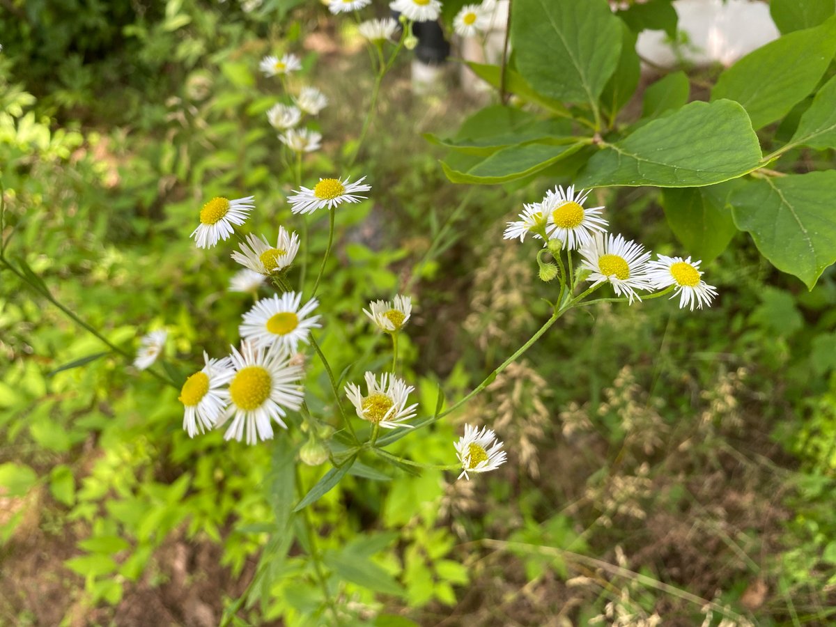 My humorous short story, Green Thumb, was published in Southland Alibi this month. tinyurl.com/dwgtsa #shorstory #humor #humour #literarymagazine #ucla