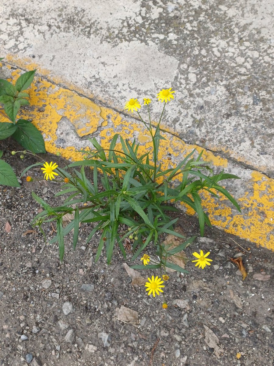 Estas flores me caen bien. No importa, si las pisan o las arrancan, ellas siempre vuelven a florecer 🥰
#FloresEnElCamino