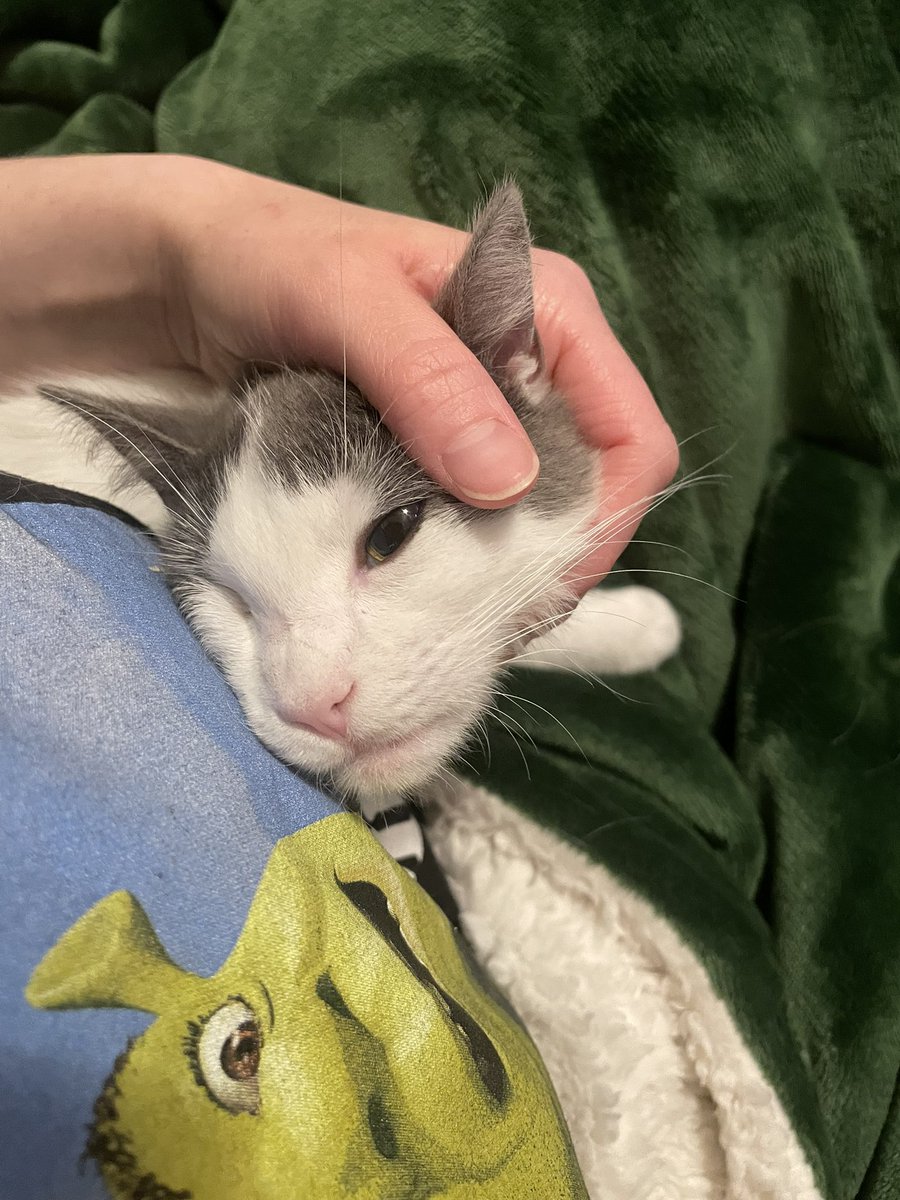 Friends of Bear Cat Rescue tweet media