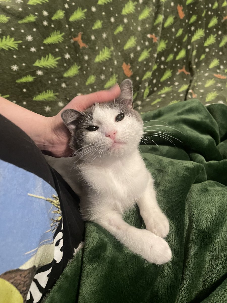 Friends of Bear Cat Rescue tweet media