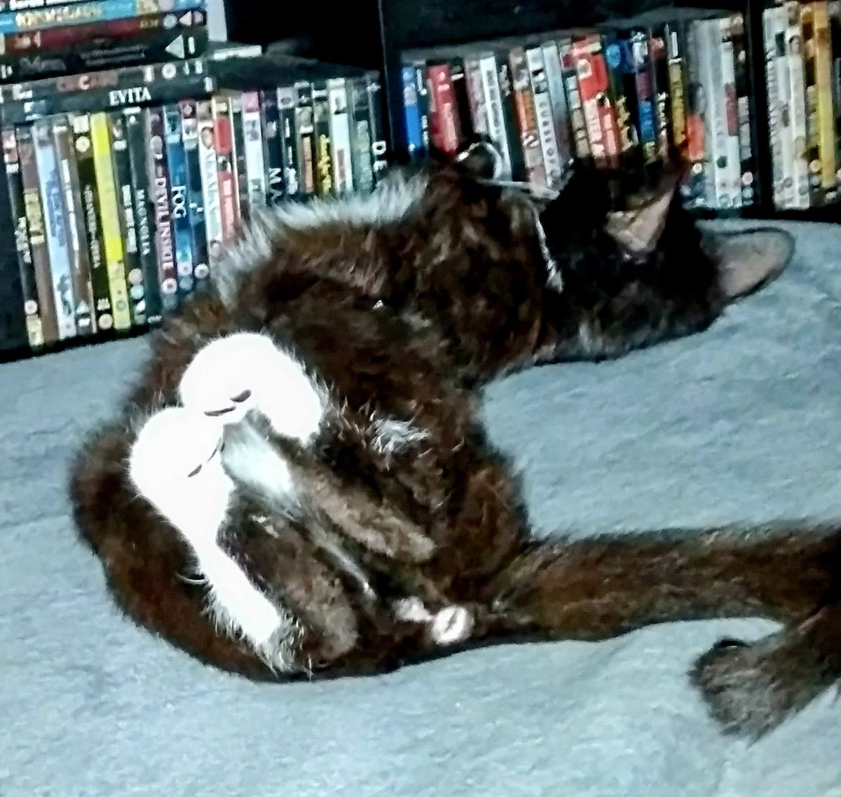 lordlewy78's tweet photo. Her little paws mun ๐ฅฐ๐ฅฐ๐ฅฐ
#cats #cat #catstagram #catsoftwitter #catsky #kittens #kittenlove #kittensofinstagram #kittensdaily #kitten #bea #ferguson #devilspawn #cutenessoverload https://t.co/PuP4bwhsFr