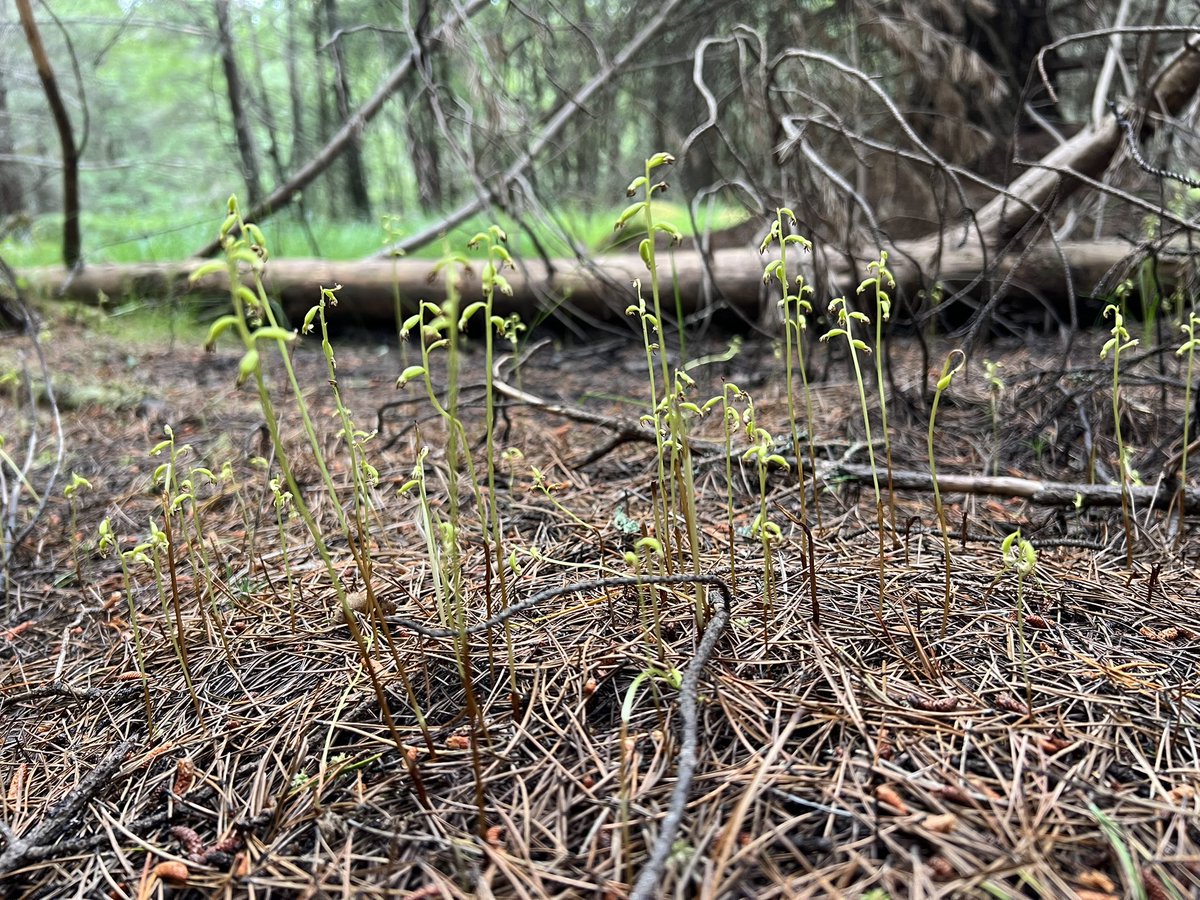 steve griffin (@theboygriffin) on Twitter photo Lesser Twayblade and Coralroot growing side by side in Scotland #Wildflowerhour <a href="/BSBIbotany/">BSBI: Botanical Society of Britain & Ireland</a> <a href="/ukorchids/">Wild Orchids UK & Ireland</a> Lesser Twayblade and Coralroot growing side by side in Scotland #Wildflowerhour <a href="/BSBIbotany/">BSBI: Botanical Society of Britain & Ireland</a> <a href="/ukorchids/">Wild Orchids UK & Ireland</a>
