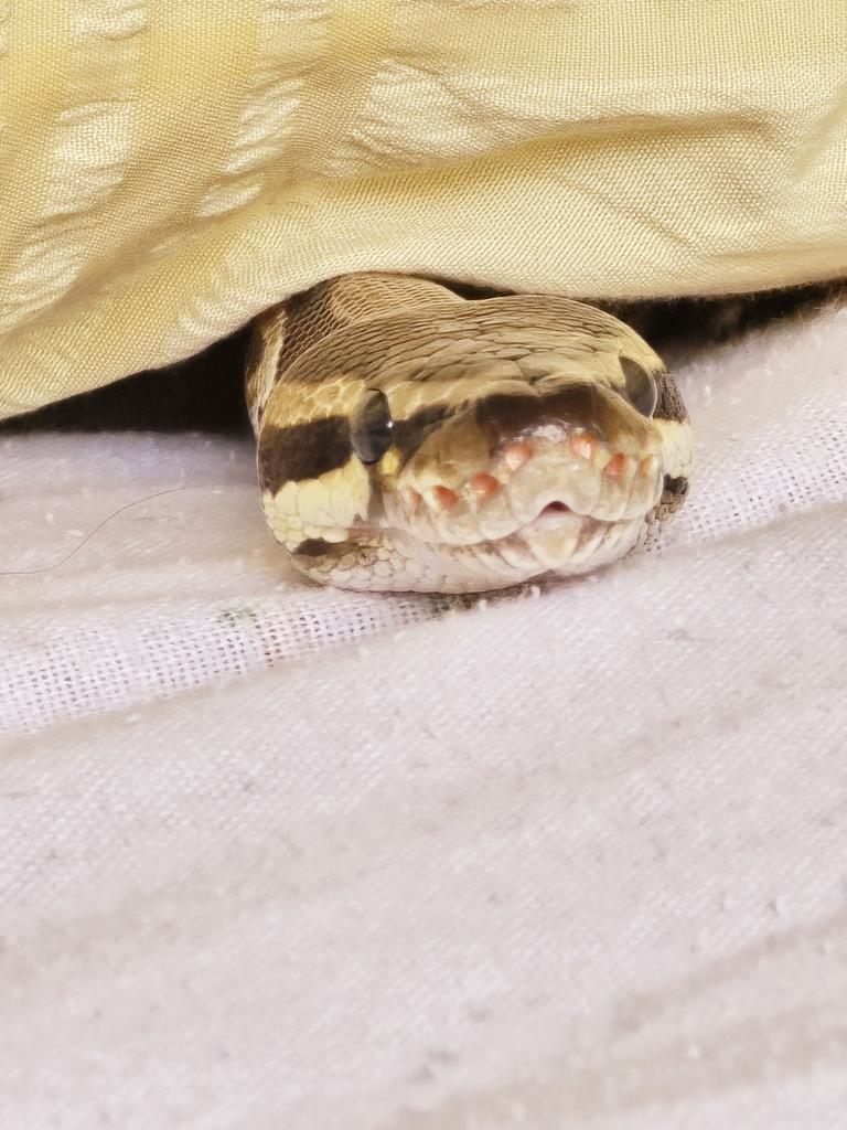 Cheryl 🐍 tweet media