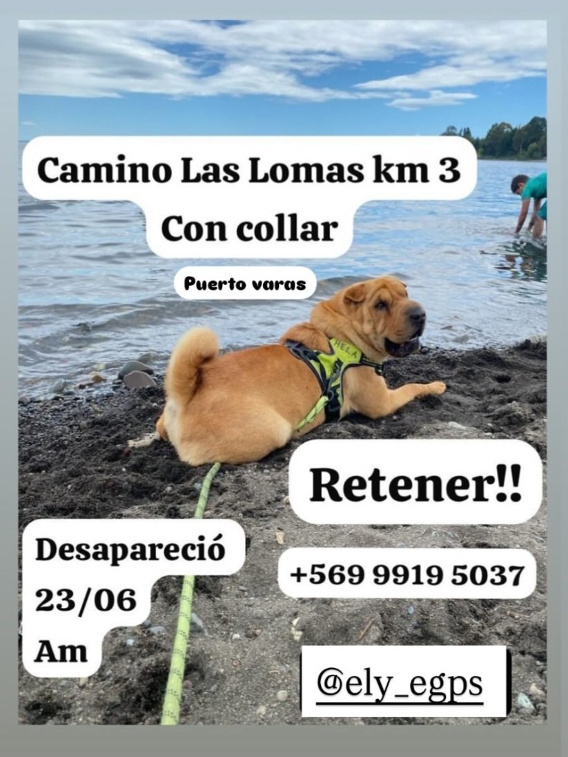 solar_ess's tweet photo. @PuertoVarasCL Difundir porfavor 
Se encuentra extraviada cachorrita Shar Peí !!  llamada Hela https://t.co/raLqqENv0s