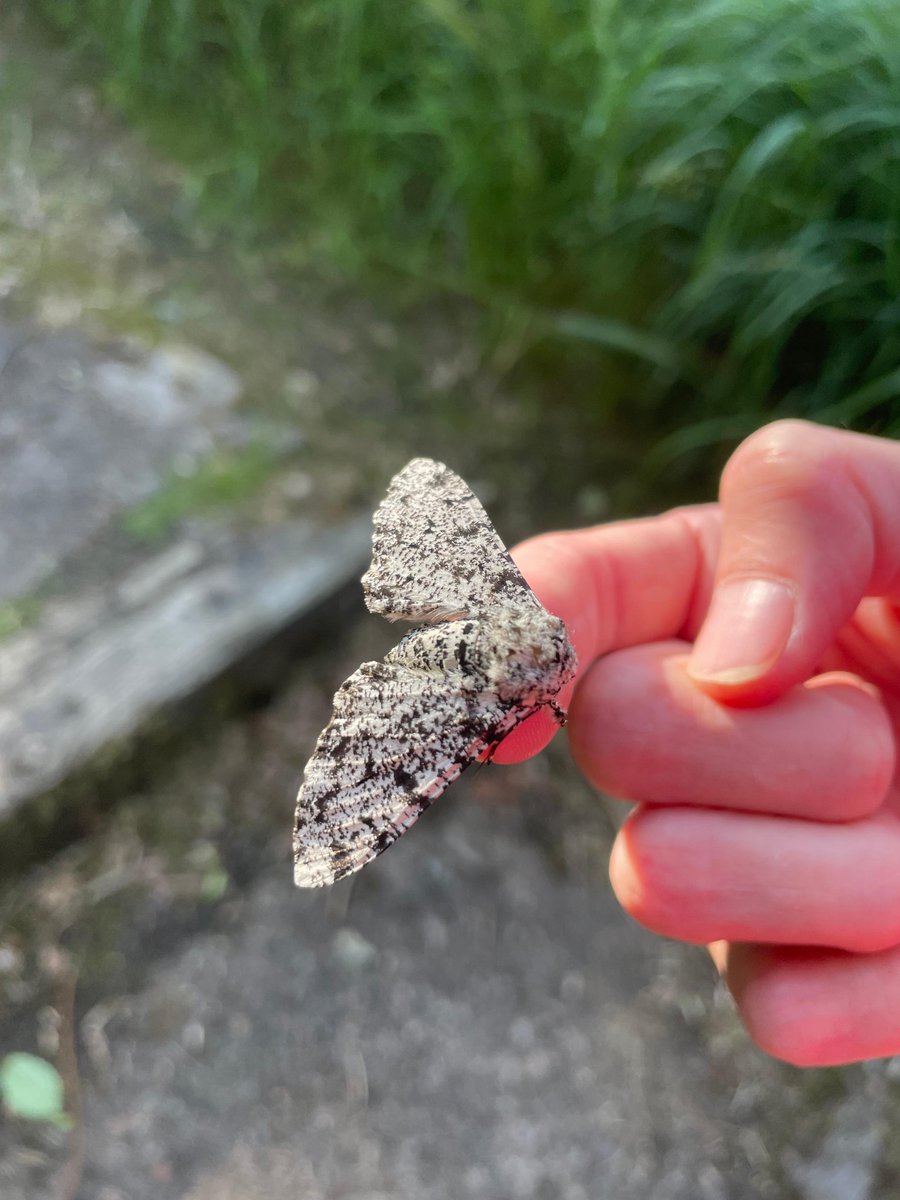 Alice_C_E's tweet photo. @keithwarmie @BCWarwickshire Picked up this peppery guy from the middle of the path a couple of days ago 👍 https://t.co/ghG3GjbtDn