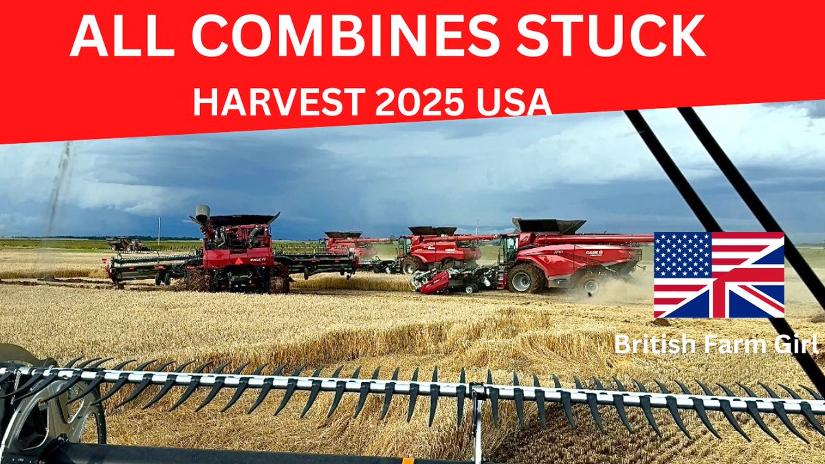 LittleBigFarm's tweet image. ALL COMBINES STUCK youtu.be/WJWhqpKUHiY?si… via @YouTube