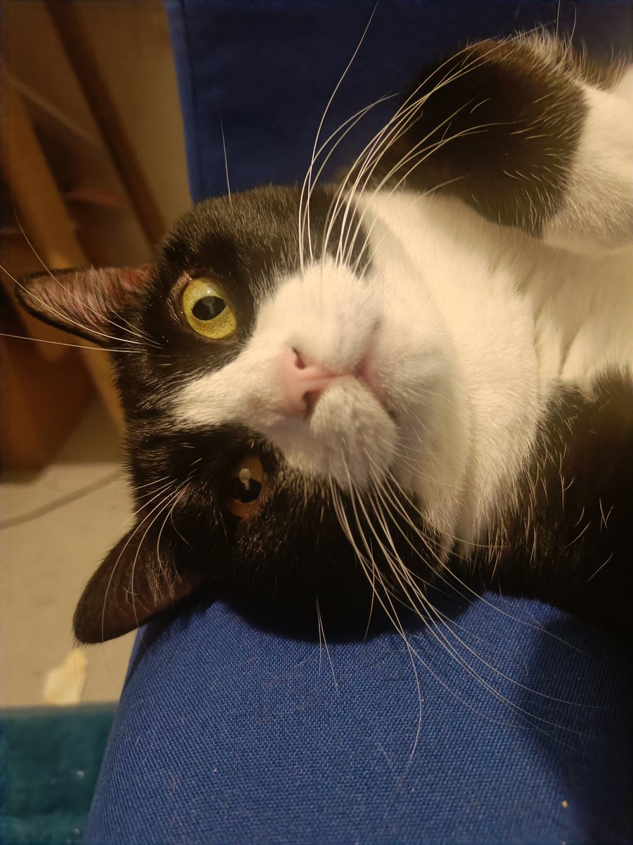 AllenbyCat's tweet photo. @Dotanra @spaghetti_ts הלו נורברט מניינין? https://t.co/iHLJiduFKS
