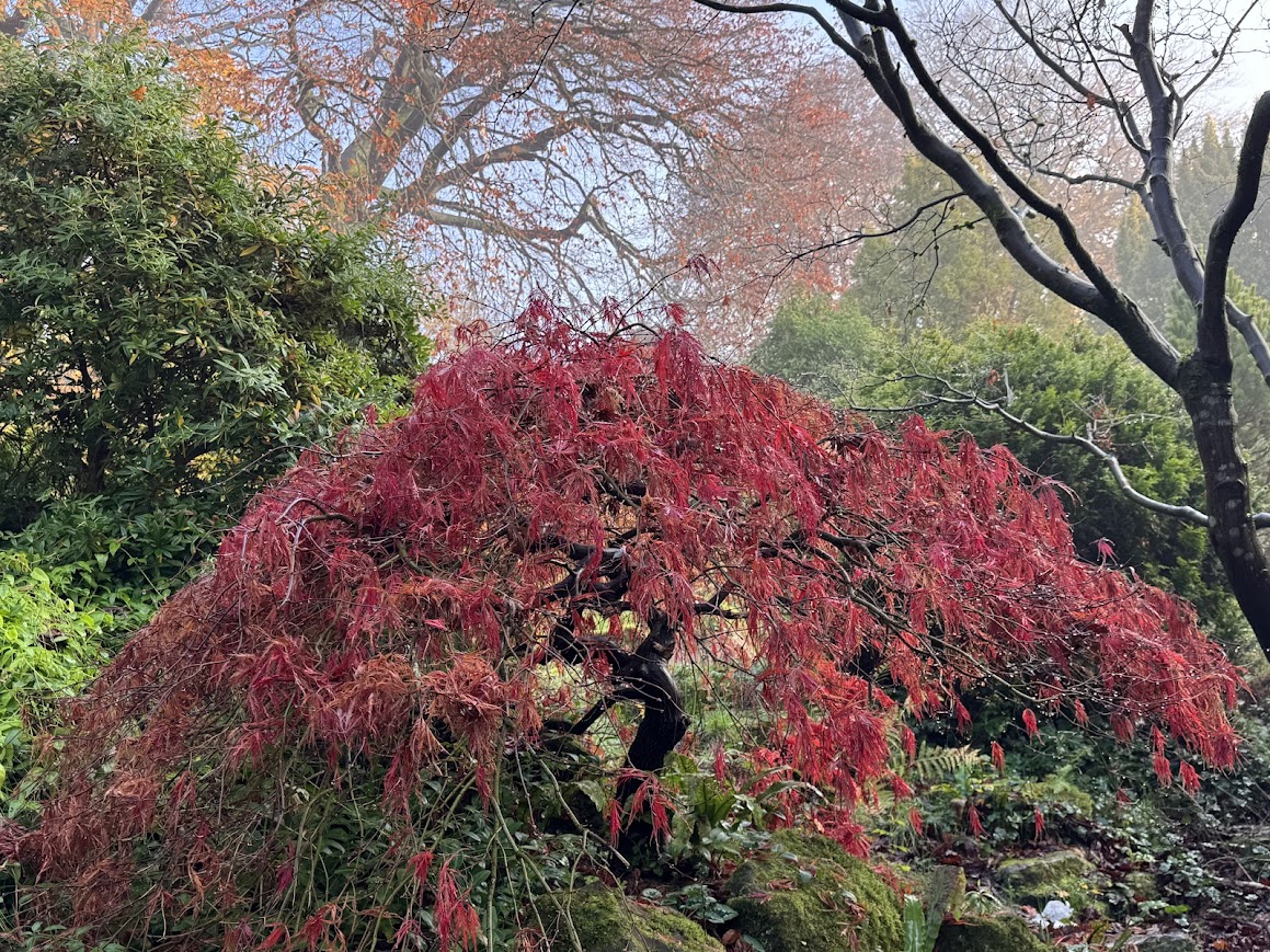 jjmmli's tweet image. The value of a single tree… 🌳 
QP or share yours.