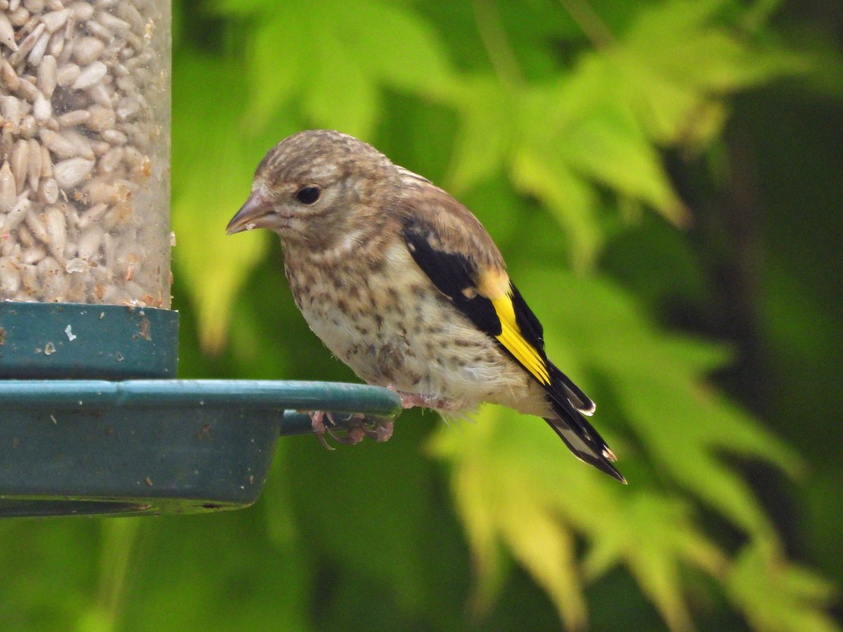Clive Hargrave (@hargraveclive) on Twitter photo Young Greenfinch, Siskin and Goldfinch. <a href="/DorsetBirdClub/">Dorset Bird Club</a> <a href="/DorsetWildlife/">Dorset Wildlife Trust</a> #TwitterNatureCommunity Young Greenfinch, Siskin and Goldfinch. <a href="/DorsetBirdClub/">Dorset Bird Club</a> <a href="/DorsetWildlife/">Dorset Wildlife Trust</a> #TwitterNatureCommunity