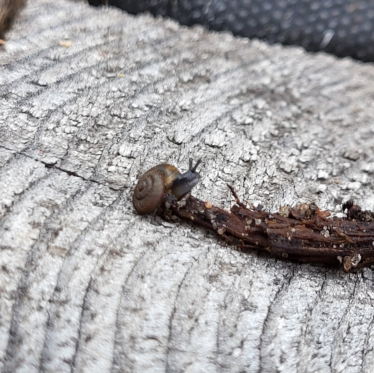 King_Corvus's tweet image. Found some friends while gardening today :D