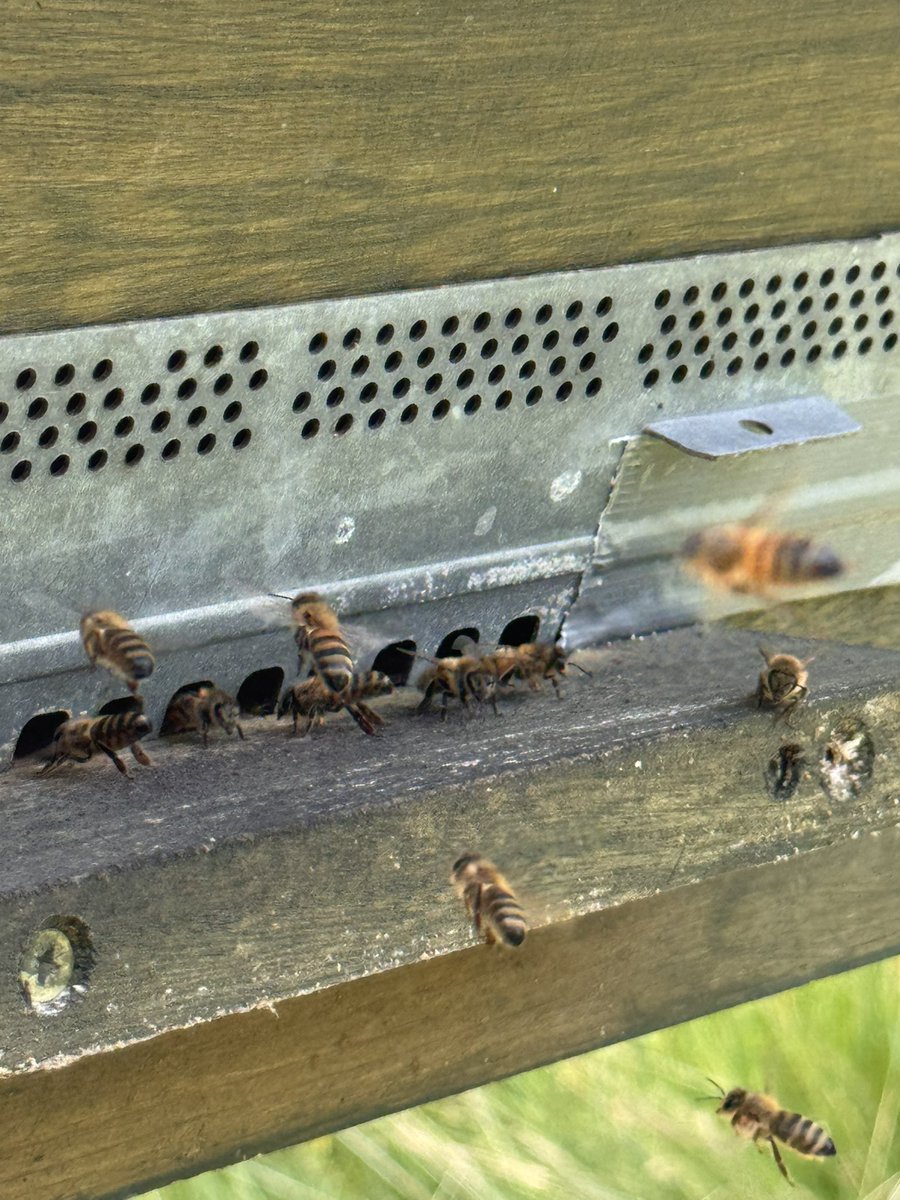 Was für ein tolles Wochenende, Gartenarbeit, Gender Reveal Party und ganz viel Bienen 🐝