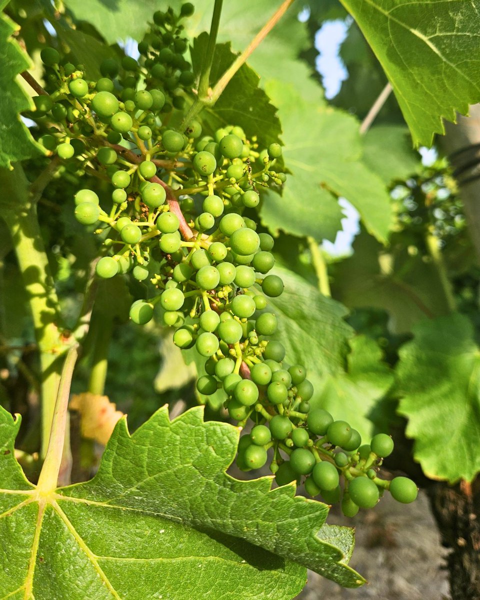 ✨ C'est la #nouaison ! 🍇
La fleur de vigne, une fois fécondée, se transforme en baie : l'ovaire grossit, les étamines tombent, et une petite bille verte apparaît.

#Vitipeps #plantdevigne #pepiniereviticole #plantfrancais #vinfrançais #Vineplant #frenchvineplant #vinenursery