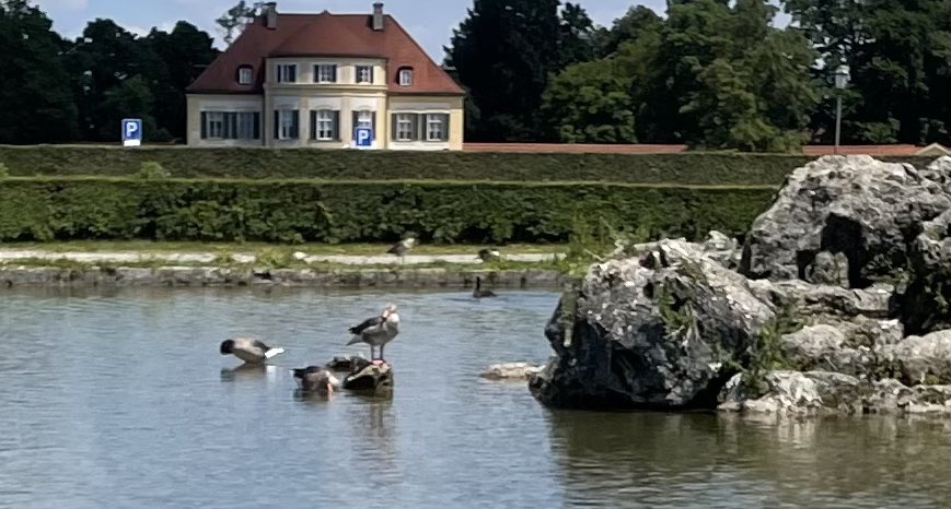 Day 29 #30DaysWild. nymphenburg Palace and grounds. ❤️❤️🐾🐾. #Hedgewatch