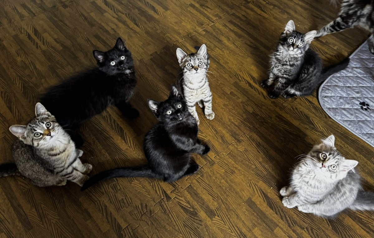 Do you know how hard it is to get a good pic of 6 kittens.. and I did it TWICE. Look at them they’re growinggg