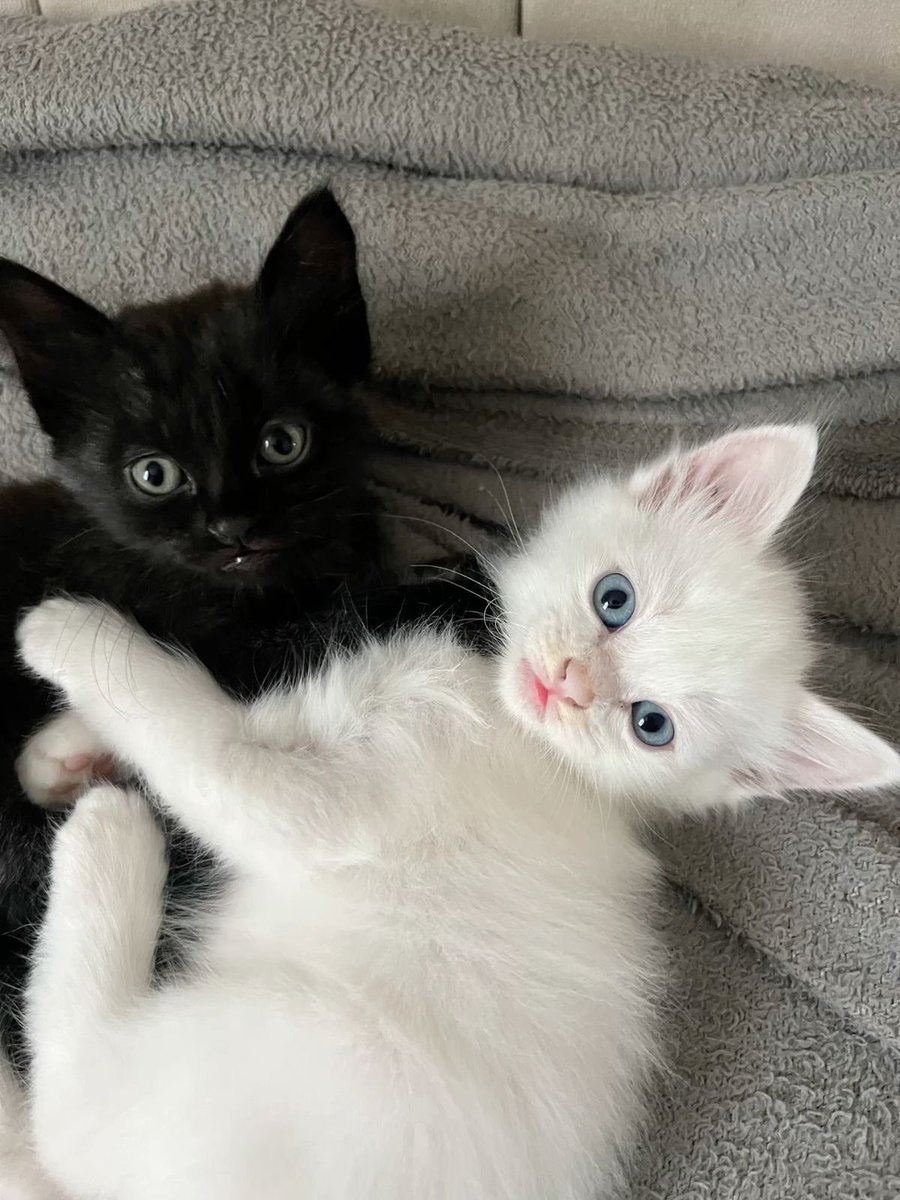 Kitty archives ♡ (@puppierz) on Twitter photo 