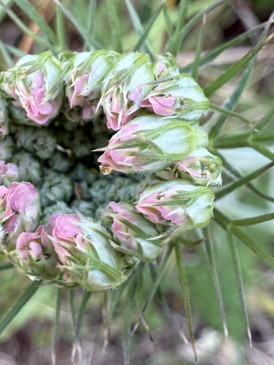 LauraMcKee_fyeh's tweet image. Is it a bunch of roses or is it the greater beauty of wild carrot. #WildflowerHour
