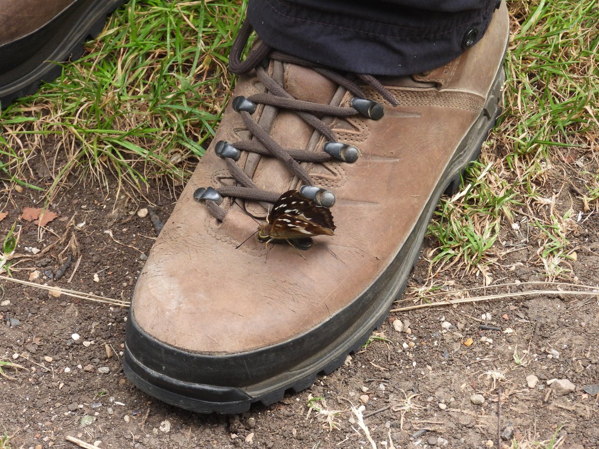 Matt Hull17 (@hull17matt) on Twitter photo Bernwood Forest (Oxford): 11 Purple Hairstreak, 4 Small Copper, 6 Purple Emperor, 34 Silver-washed Fritillary, 4 Gatekeeper, c.200 Meadow Brown, c.400 Ringlet, 2 juv Marsh Tit in subsong w/supporting cast of Willow Warbler, Garden Warbler & Spotted Fly. <a href="/savebutterflies/">Butterfly Conservation 🦋</a> Bernwood Forest (Oxford): 11 Purple Hairstreak, 4 Small Copper, 6 Purple Emperor, 34 Silver-washed Fritillary, 4 Gatekeeper, c.200 Meadow Brown, c.400 Ringlet, 2 juv Marsh Tit in subsong w/supporting cast of Willow Warbler, Garden Warbler & Spotted Fly. <a href="/savebutterflies/">Butterfly Conservation 🦋</a>