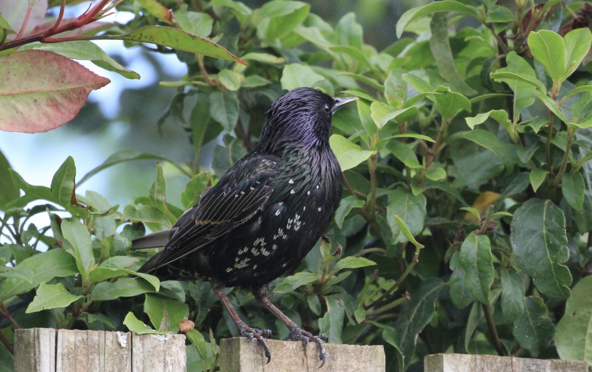 Day 29 #30DaysWild
- didn’t get beyond the garden 🪏but it’s always nice to see what drops in across the day from buff-tailed #bumblebees to #songthrush, #starling &amp; #magpie today. 

#gardening #wildlife #nature #birds #pollinators