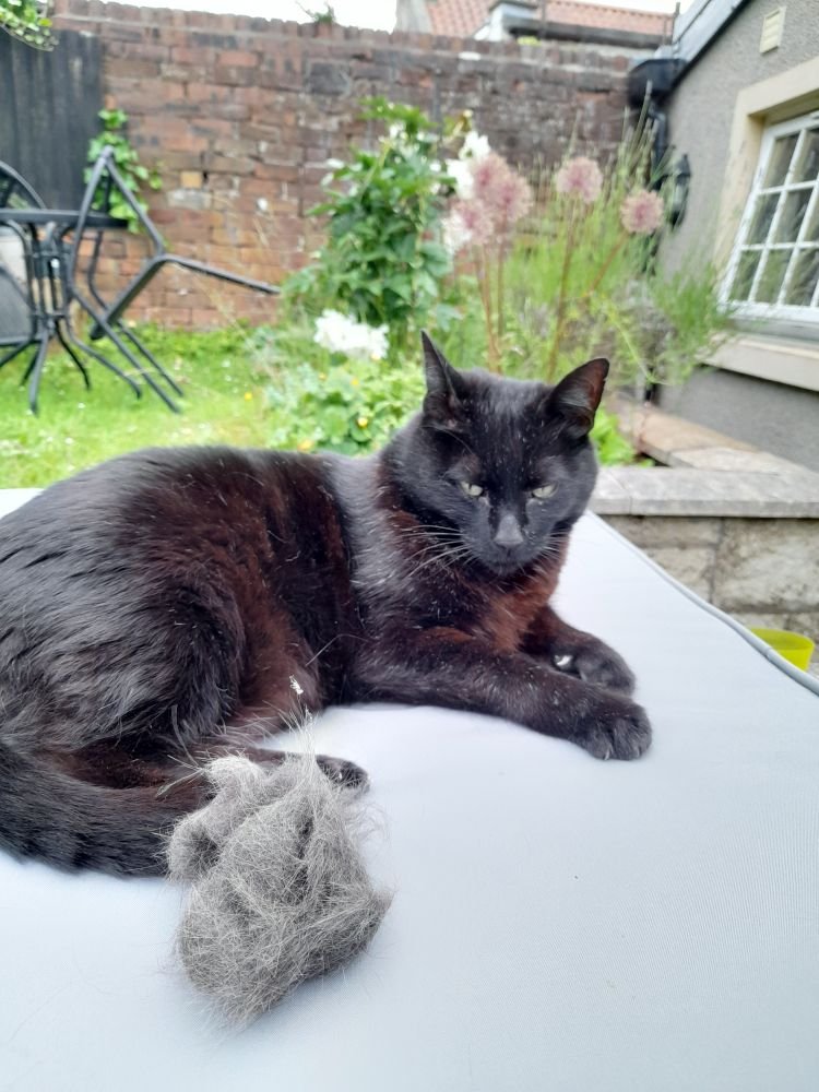 calvmvs's tweet image. Took one of those pet grooming gloves to the neighbour's cat (he spends more time here) and look how grey it is