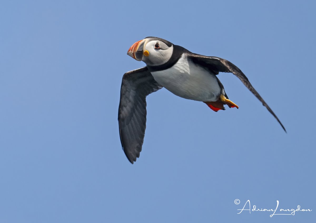 Adrian Langdon (@maxshearwater) on Twitter photo Atlantic Puffins were the "must see" birds on our recent trip to Scilly. Didn't disappoint thanks to skipper Joseph Pender on MV Sapphire who got us in the best places for photography. <a href="/IOSTravel/">Isles of Scilly Travel</a> <a href="/BobBosisto/">Bob Bosisto</a> <a href="/Kernowringer/">Peter Roseveare</a> <a href="/JasminaGoodair/">Jasmina Goodair</a> <a href="/camelbirder/">Derek Julian</a> Atlantic Puffins were the "must see" birds on our recent trip to Scilly. Didn't disappoint thanks to skipper Joseph Pender on MV Sapphire who got us in the best places for photography. <a href="/IOSTravel/">Isles of Scilly Travel</a> <a href="/BobBosisto/">Bob Bosisto</a> <a href="/Kernowringer/">Peter Roseveare</a> <a href="/JasminaGoodair/">Jasmina Goodair</a> <a href="/camelbirder/">Derek Julian</a>