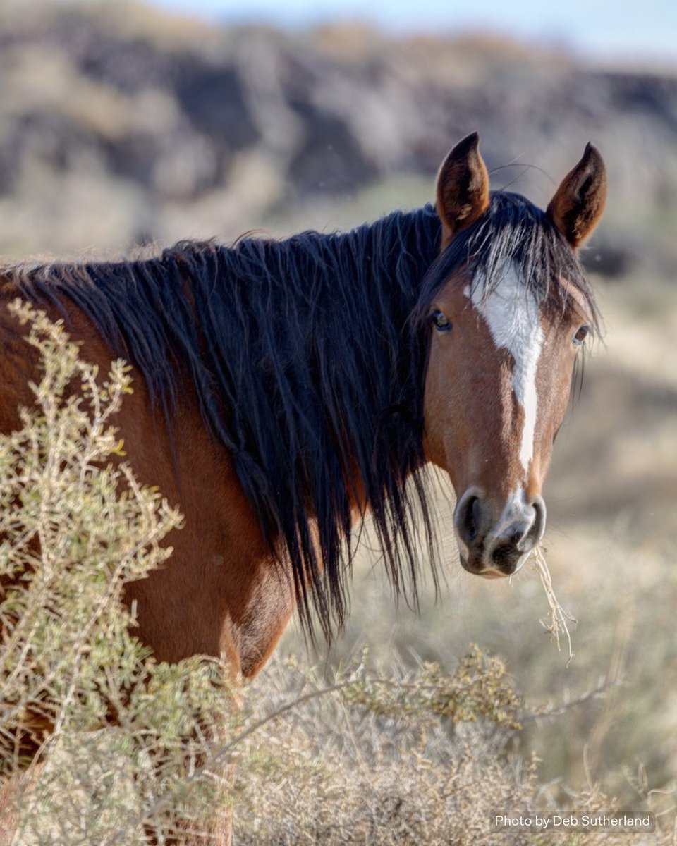 ✨ Happy Sunday from Glace! Her name means "coated with sugar" or "candied" which we think is quite fitting for this sweet girl! She was originally born into Ziggy's band, and just this year was taken in by band stallion Suntan 🐴