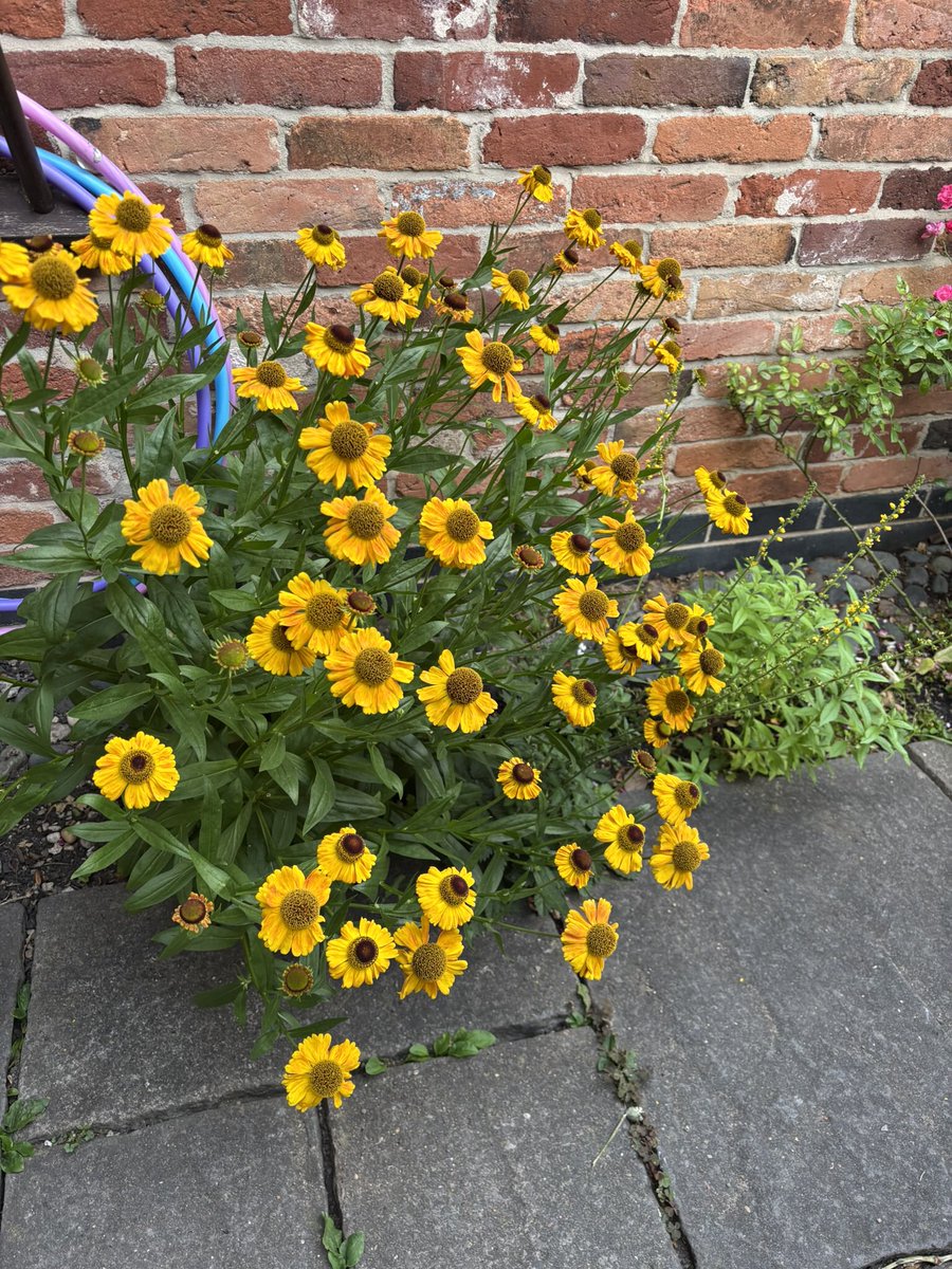 🐅Kathy Freeston 🐅 tweet media