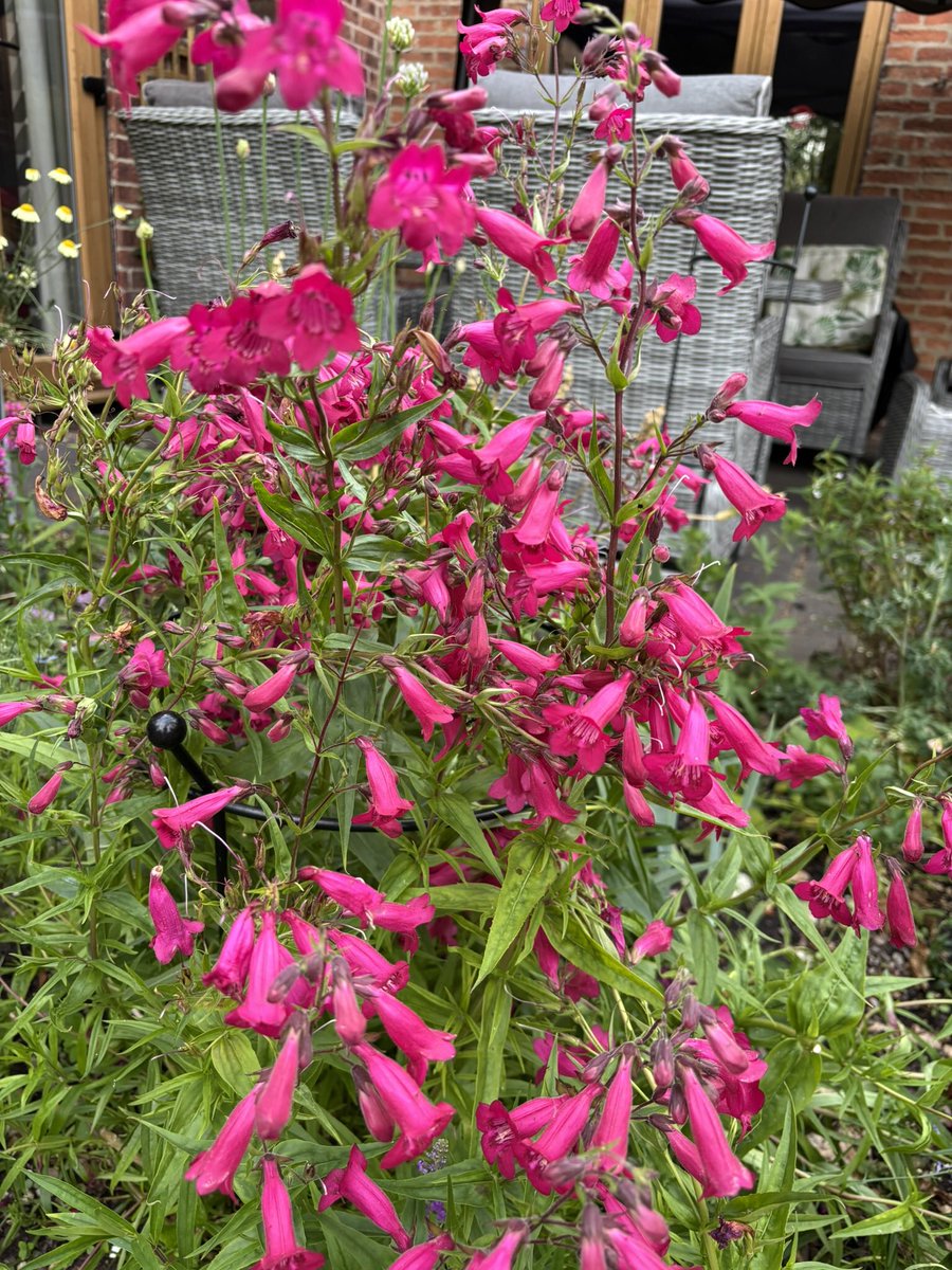 Loving the new flowers that have bloomed this week.  All I can hear is the buzzing of many very contented bees.
